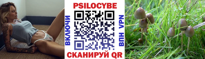 Псилоцибиновые грибы Psilocybine cubensis  Северо-Курильск 